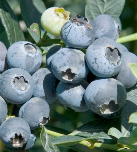 ต้นบลูเบอรี่ มิสตี้ Blueberry Misty อายุต้น 4 ปี+ สูง 60- 90 ซ.ม.