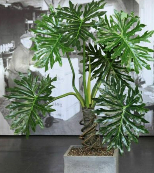 ฟิโลใบมะละกอ หรือ ฟีโล ซีลอม (Philodendron selloum) / 10 เม็ด