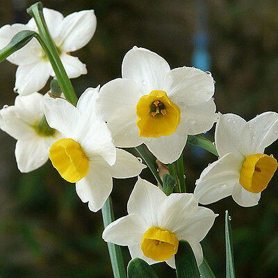 ดารารัตน์ (Narcissus dubias) สีขาว / 5 เม็ด (Spain)