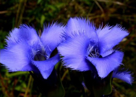 บลู เจนเทียน (Blue gentian) / 10 เม็ด (France)*