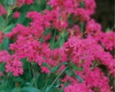 แคทฟลาย (Catchfly / Silene Armenia) / 500 เม็ด (USA)