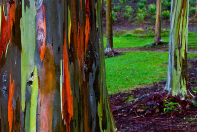 ยูคาลิปตัสแฟนซี (Rainbow Eucalyptus) / 500 เม็ด (Portugal)