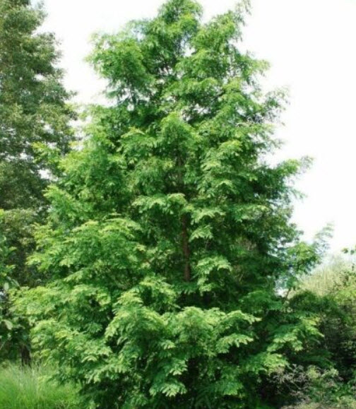 สนเรดวูด (Redwood Dawn / Metasequoia glyptostroboides) / 100 เม็ด (Portugal)*