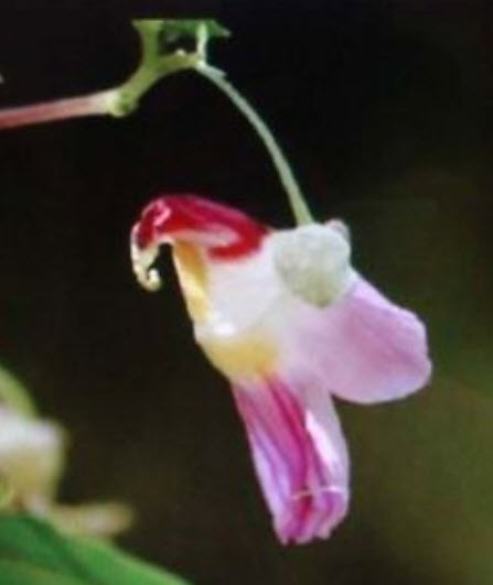 กล้วยไม้นกแก้ว (Parrot Orchid) / 20 เม็ด