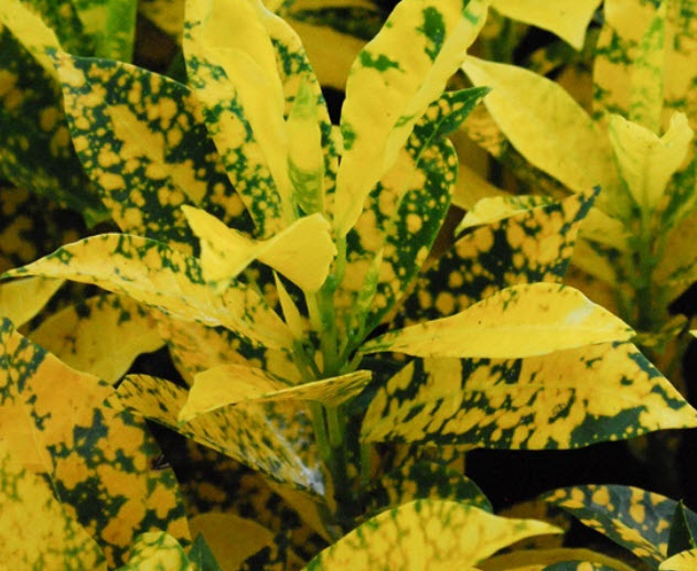 โกสนใบส้ม (Croton / Variegated Laurel) กระถาง 6 นิ้ว สูง 50 ซ.ม. ขึ้นไป / ต้น