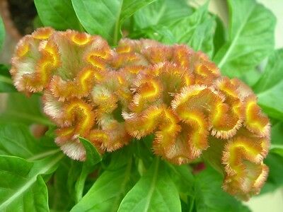หงอนไก่ (Cockscomb) สีเหลือง / 100 เม็ด