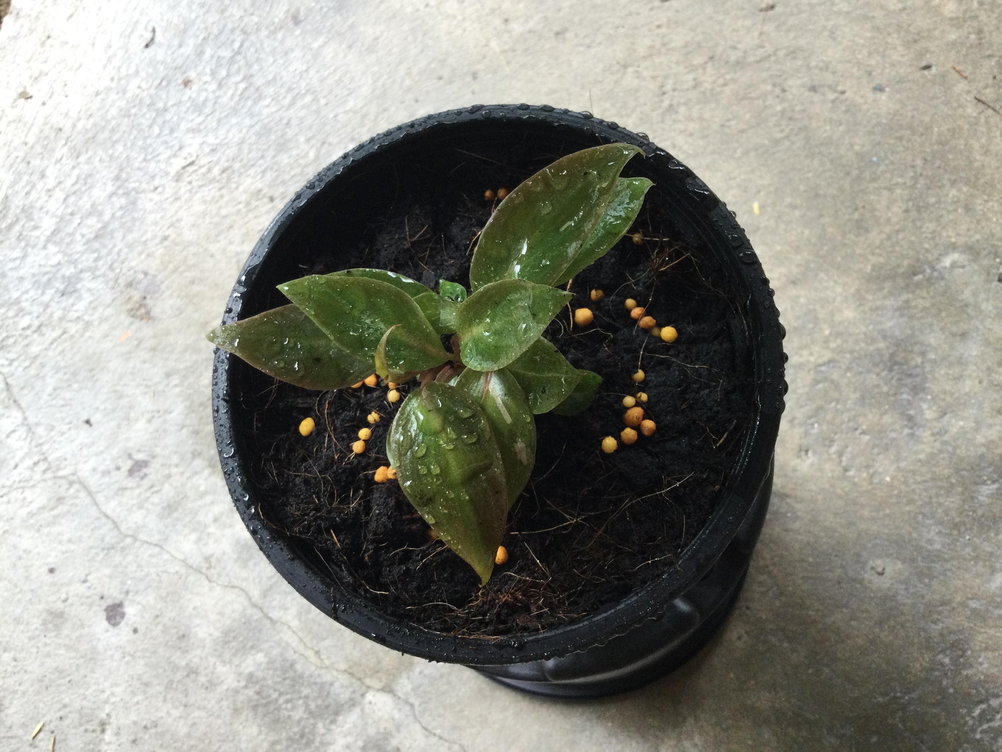 ต้นฟิโล พิ้งค์ปริ้นเซส (Pink Princess Philo) กระถาง 6 นิ้ว