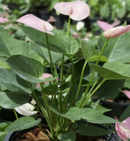 ต้นหน้าวัวแคระ ดอกสีชมพู สูง 20-30 นิ้ว / ต้น