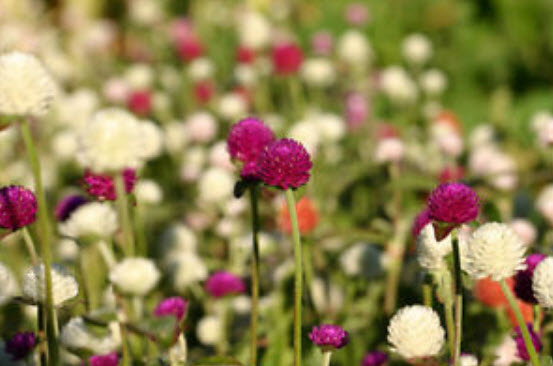 บานไม่รู้โรย (Globe Amaranth) คละสี / 80 เม็ด (Lithuania)