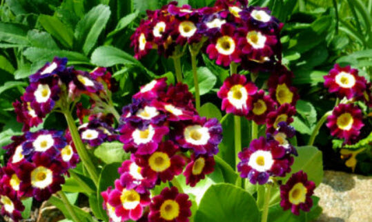 พริมโรส ออริคิวล่า (Primrose Auricula) คละ / 150 เม็ด (UK)