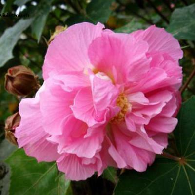 พุดตาน กลีบดอกซ้อน / 25 เม็ด (Malaysia)