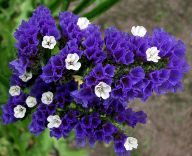สแตติส (Statice) สีน้ำเงิน / 50 เม็ด (UK)