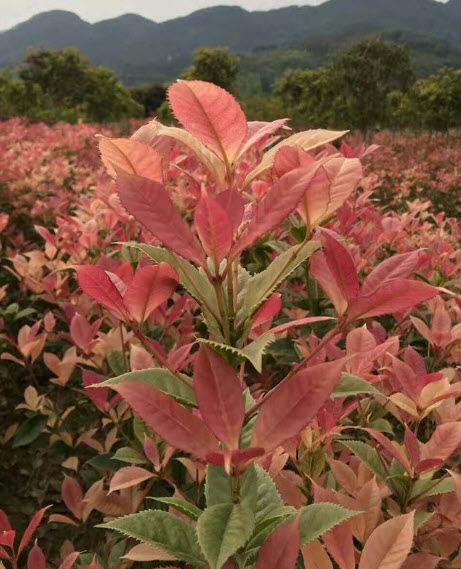 ต้น หอมหมื่นลี้ กุ้ยฮวา 七彩桂花 กระถาง 5-6 นิ้ว สูง 30-50 ซ.ม. ต้นไม้นำเข้า