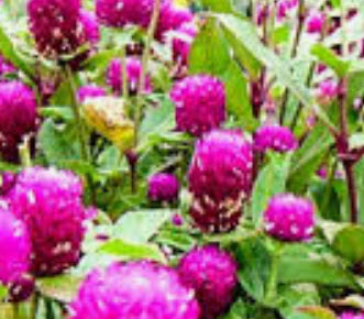 บานไม่รู้โรย (Globe Amaranth) คละสี / 100 เม็ด (ไทย)