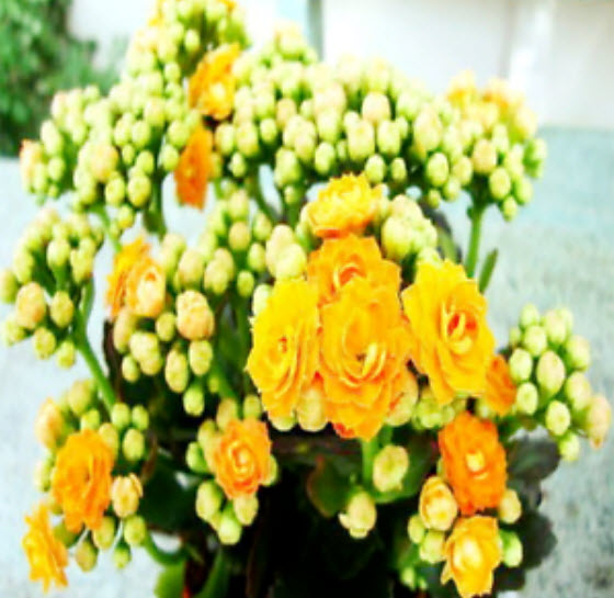 เมล็ดกุหลาบหิน (Kalanchoe) เหลือง / 50 เม็ด (นอก)