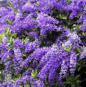 ต้นพวงครามต้น หรือพวงครามฮาวาย สีม่วง สูง 30-50 ซม. / ต้น