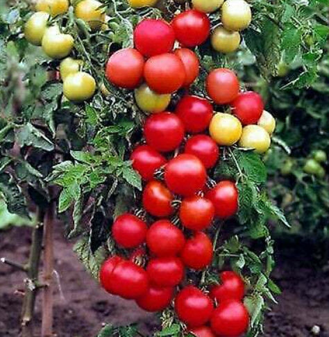มะเขือเทศ (Tomato - Moneymaker) / 40 เม็ด (UK)
