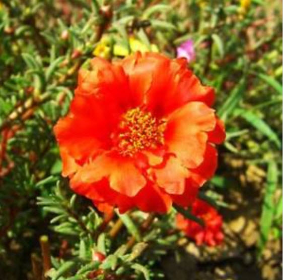 คุณนายตื่นสาย (Portulaca) สีแดง / ซอง 200 เม็ด (A041)