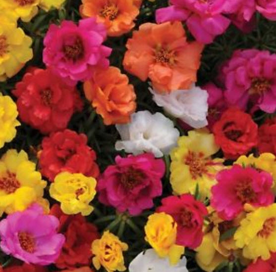 แพรเซี่ยงไฮ้ (Moss Rose) ซ้อน คละสี / 1,200 เม็ด (UK)