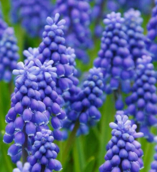 สไปค์ สปีดเวลล์ (Spike Speedwell) / 1,200 เม็ด (China)