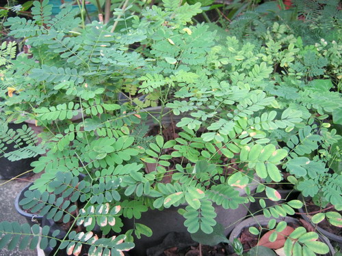 ต้นกล้าหางนกยูง สีเหลือง ถุงดำ สูง 10-20 ซ.ม. / ต้น