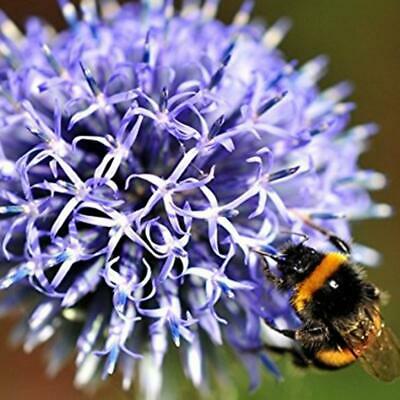 โกลบ ธิสเซิล (Globe Thistle) ดอกใหญ่ / 100 เม็ด (Singapore)*