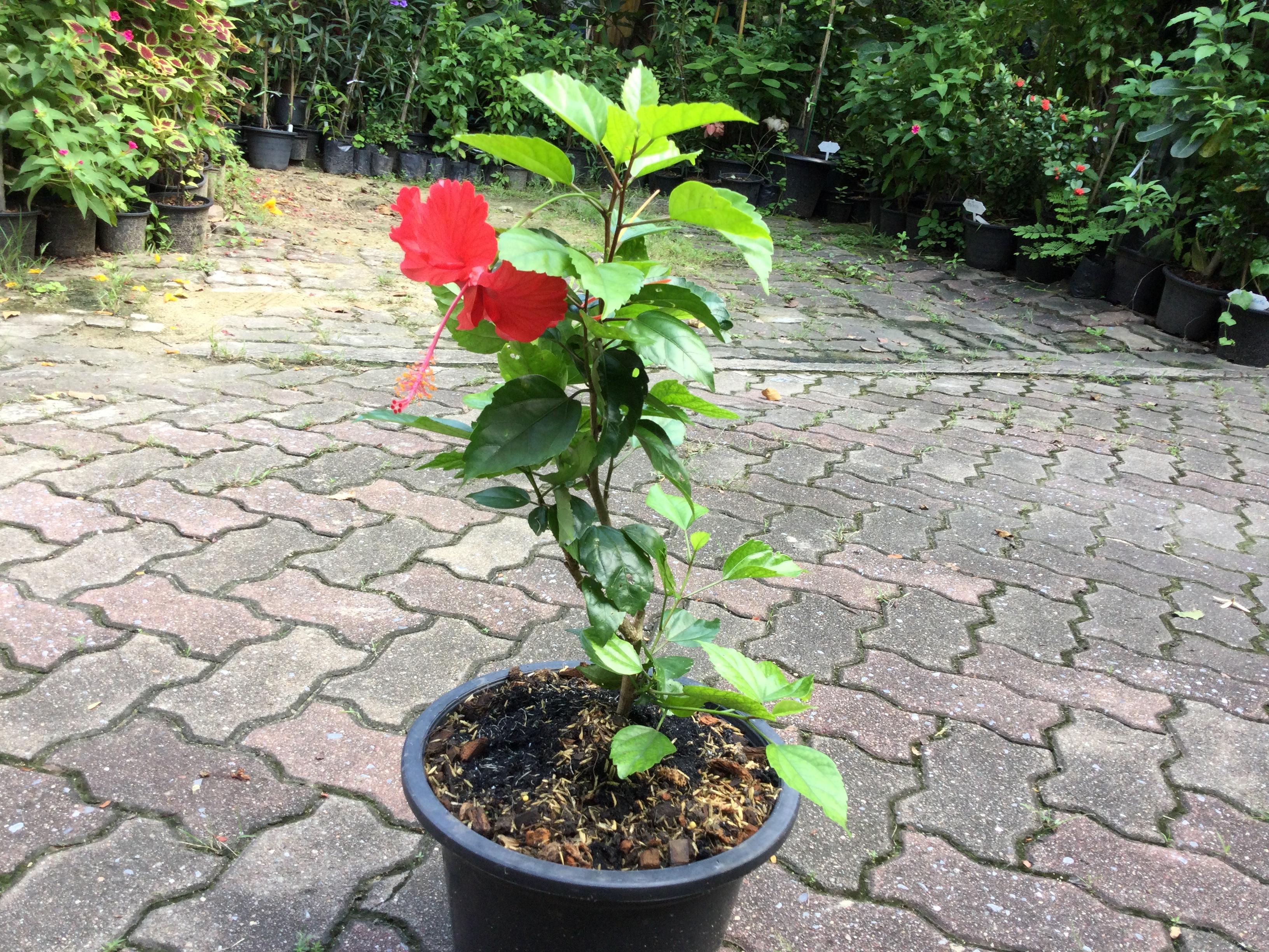 ต้นพู่ระหงโบราณ ดอกสีแดง กระถาง 10 นิ้ว สูง 50-70 ซ.ม.