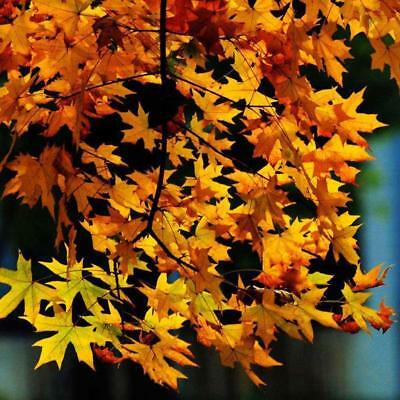 เมเปิ้ล Sugar Maple Syrup หรือ Rock Maple เหลือง / 25 เม็ด