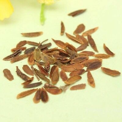 ไลแลค ญี่ปุ่น (Japanese Lilac) สีม่วงขอบขาว / 50 เม็ด (นอก)