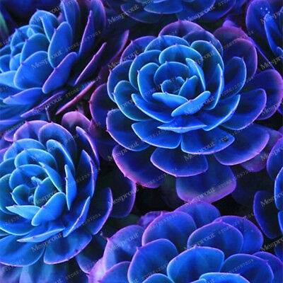 แคคตัสญี่ปุ่น / 50เม็ด