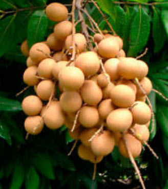 Genuine Thai Longan (LAM-YAI) / 20 pcs