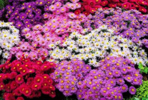 แอสเตอร์จีน - พิน็อคชิโอ (China Aster - Pinocchio) / 450 เม็ด (UK)