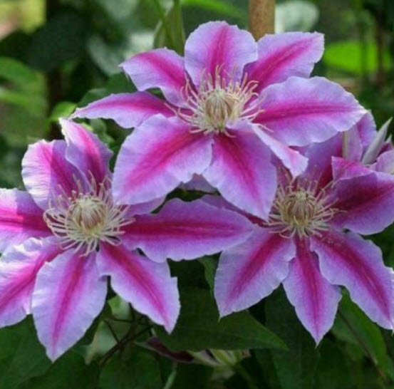 เคล็มแมทิส (Clematis) คละ / 50 เม็ด