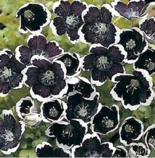 เนโมฟีลา - เพนนี แบล็ค (Nemophila - Penny Black) / 300 เม็ด (UK)*