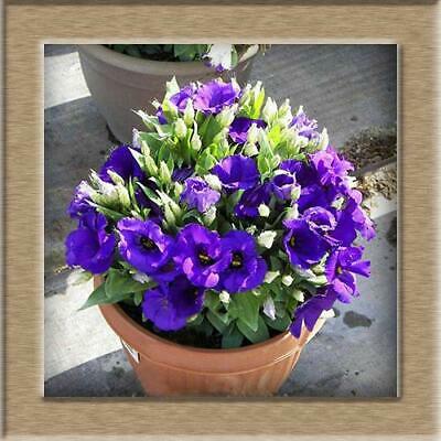 ไลซิแอนธัส (Lisianthus) คละ / 100 เม็ด