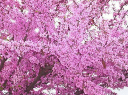 จูดาส หรือ ยูดาส (Judas Tree) / 25 เม็ด (Malta)