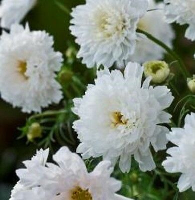 ดาวกระจายซ้อน (Cosmos - Double Click Snow Puff) สีขาว / 20 เม็ด (UK)