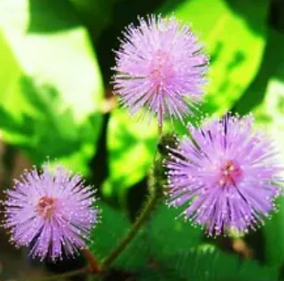 ไมยราบ (Sleeping plant) คละสี / 30 เม็ด (นอก)