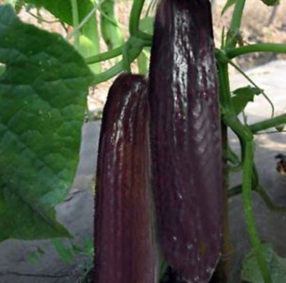 แตงกวาญี่ปุ่นลูกยาวสีม่วงดำ / 50 เม็ด (นอก)