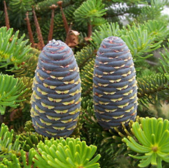 สนเกาหลี (Abies koreana) สีม่วง / 25 เม็ด (China)*
