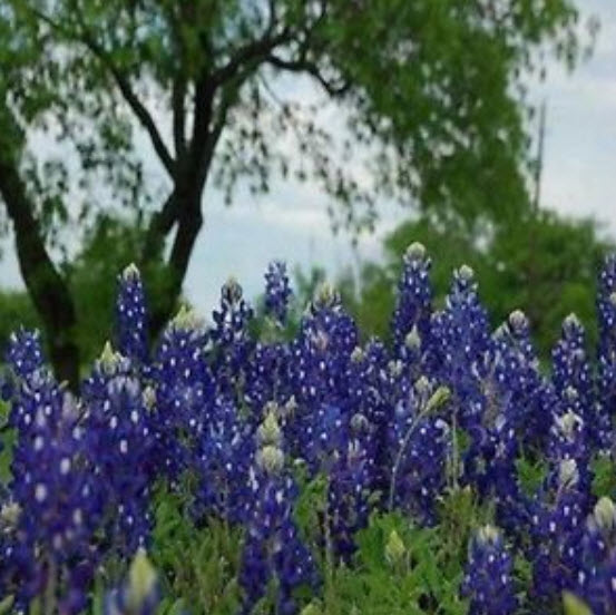 เท็กซัส บลูบอนเน็ต (Texas Bluebonnet) / 50 เม็ด (USA)