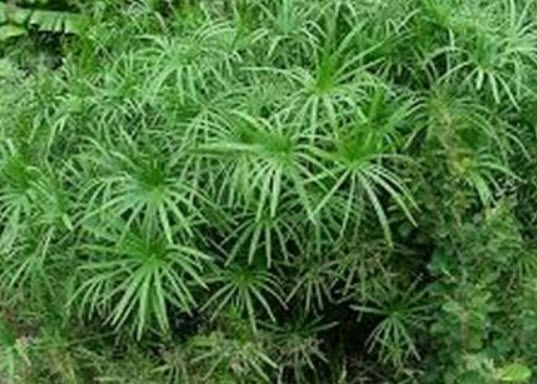 กกรังกา หรือกกลังกา (Umbrella Plant) / 100 เม็ด (USA)