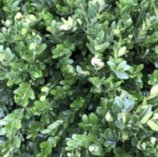 คอมม่อน พริวิท หรือ ไพรวิท (Common Privet) / 50 เม็ด (France) *