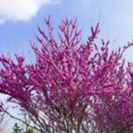 เรดบัด หรือหงษ์ฟู่ (Bauhinia / Cercis Chinensis Redbud) / 50 เม็ด (นอก)