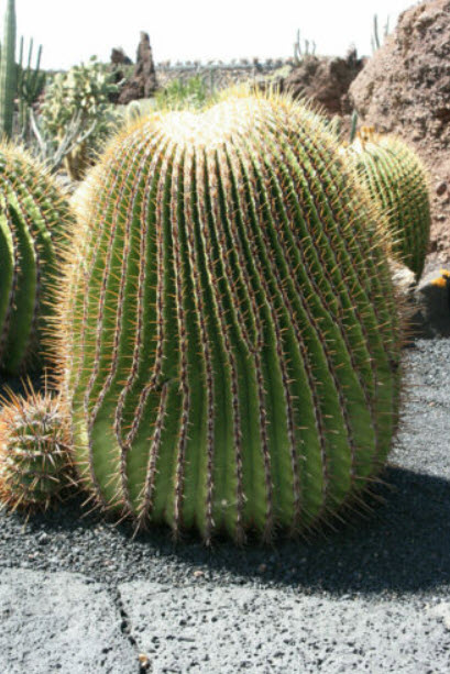 แคคตัสถังทองยักษ์ ถังทองม้าลาย (Echinocactus platyacanthus) / 10 เม็ด (Spain)