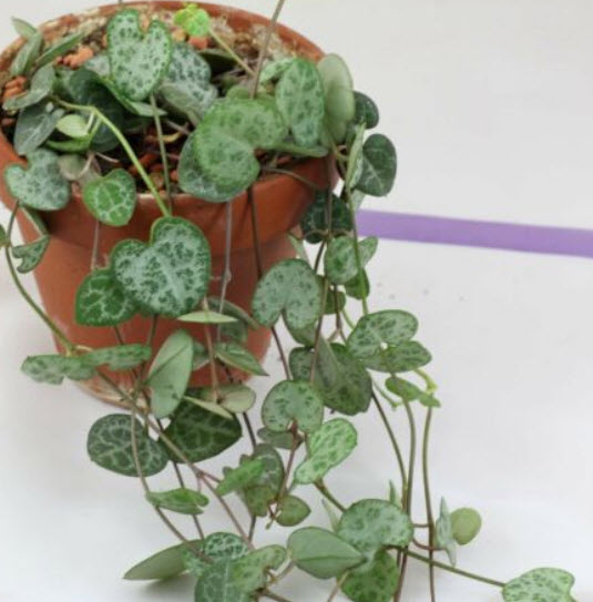 สายป่านดวงใจ (Chain of Heart) ใบเขียว / 10 เม็ด (นอก)