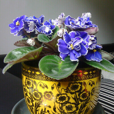 แอฟริกัน ไวโอเล็ต (African Violet) คละ / 50 เม็ด