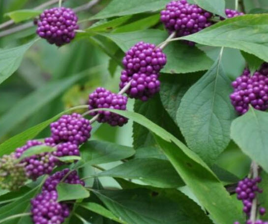 อเมริกัน บิวตี้เบอรี่ (American Beautyberry) สีม่วง / 20 เม็ด (USA)