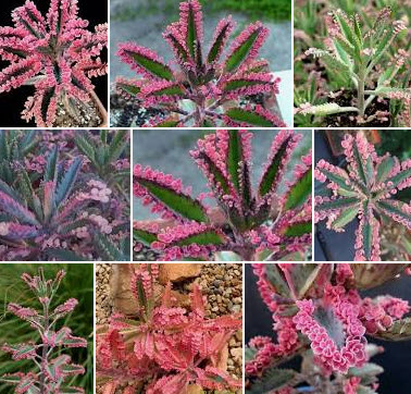 ต้นกุหลาบหิน หรือกาลังโชสีชมพู (Kalanchoe Pink Butterflies) กระถาง 3-4 นิ้ว / ต้น