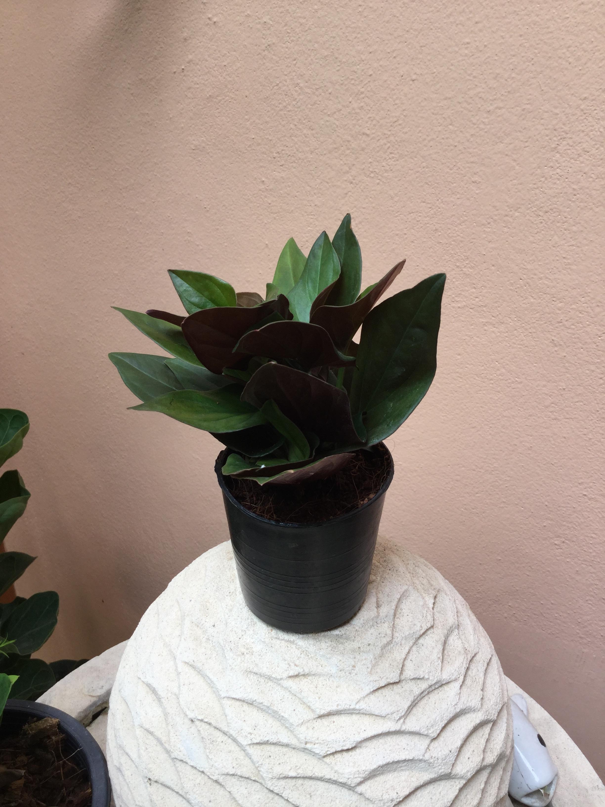 ต้นพลูแดงอินโด กระถาง 4 นิ้ว